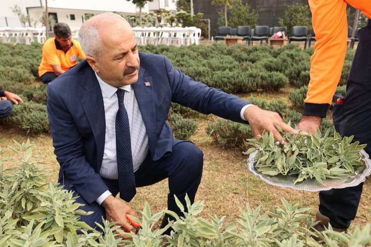 “Şifa Kapısında” bitki hasadı – İGF HABER