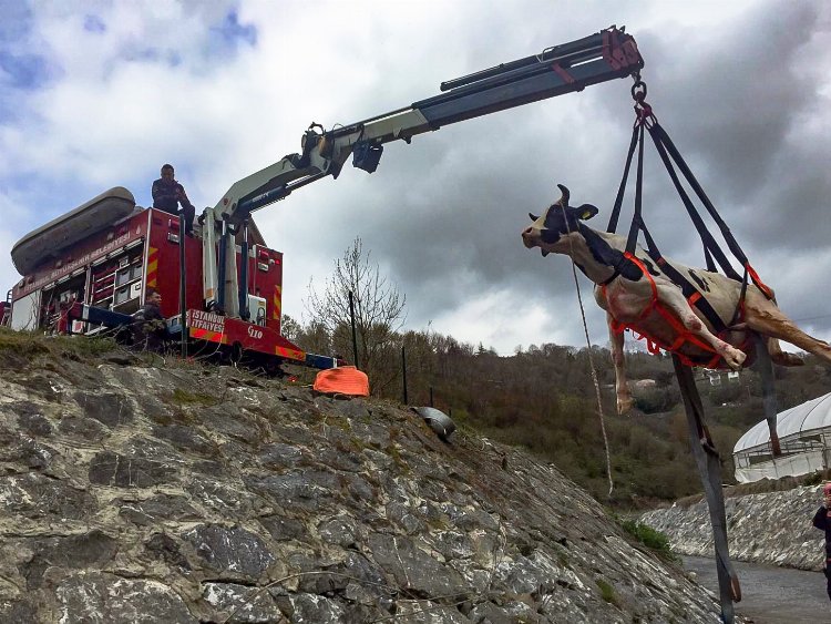 En çok kediler kurtarıldı… İstanbul'da 5 ayda 6 bin hayvan kurtarıldı