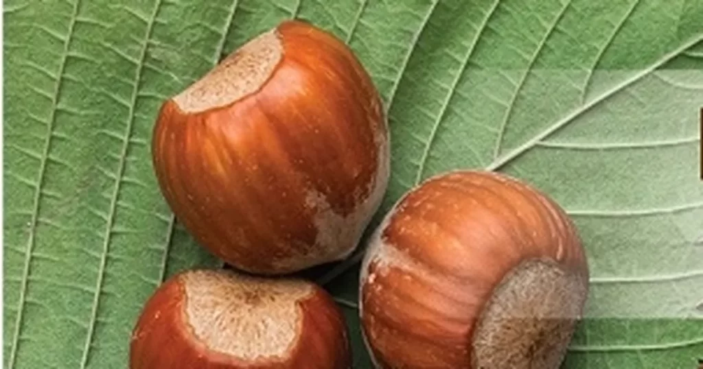 TMO fındık alımlarına başladı – İGF HABER