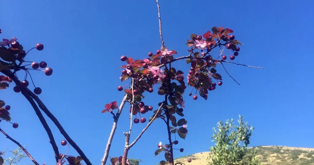 Ali Dağı’ndaki süs elması, meyvesi üstündeyken çiçek açtı