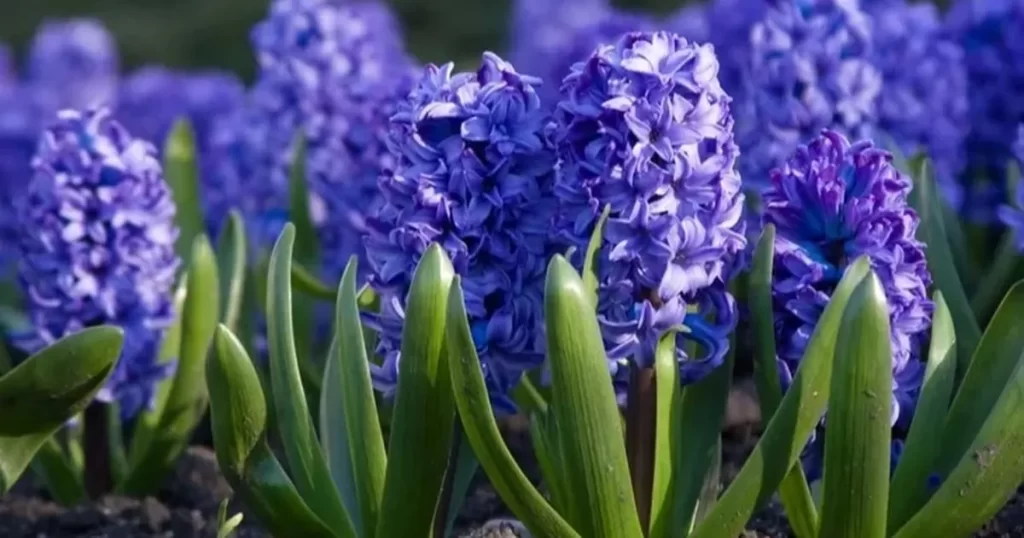 Eylül ayında hangi çiçekler ekilir?