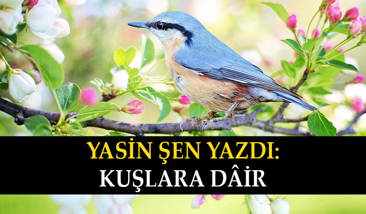 Kuşlara Dair