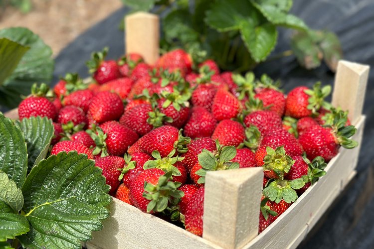 Sakarya’da rekor üretim bekleniyor – İGF HABER