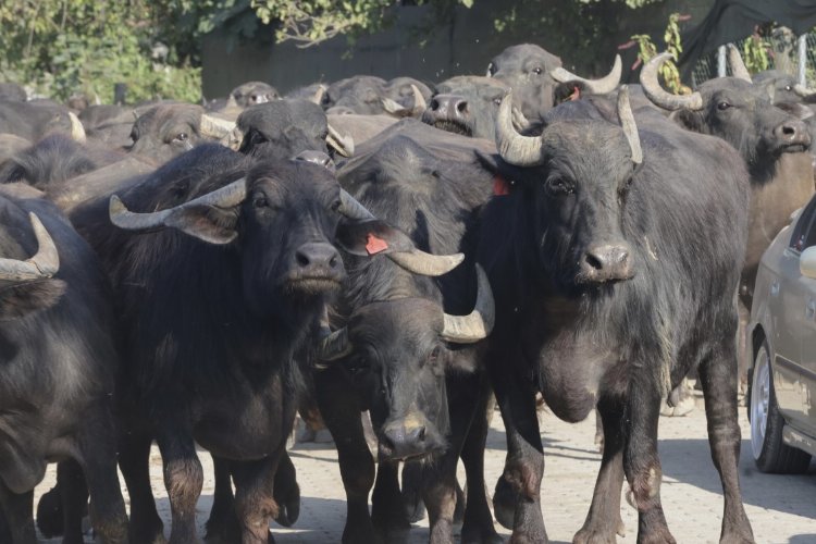 Kocaeli’den üreticilere damızlık manda boğası desteği