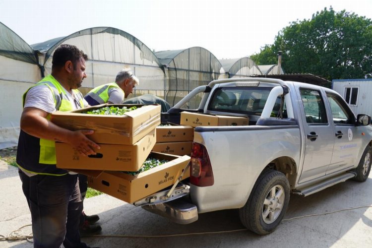 Milas üretiyor ve destekliyor – İGF HABER