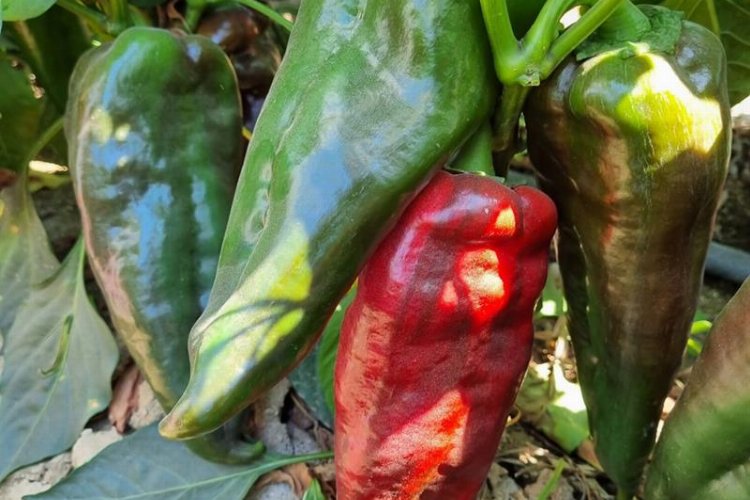 ‘Aybar’ Bursa Yenişehir’i sevdi – İGF HABER