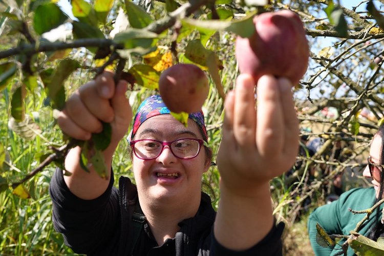 Düzce’de kusursuz hasat! – İGF HABER