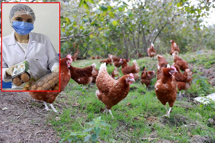 Kafessiz yumurta ürettiler – İGF HABER