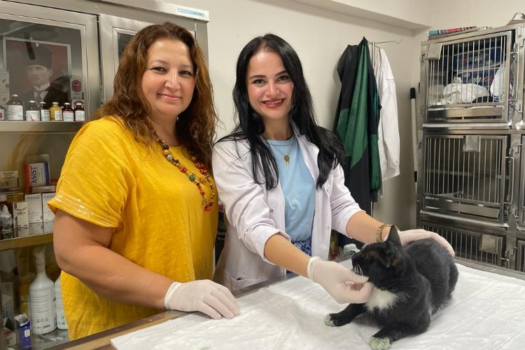 Minik patilerde bininci kısırlaştırma – İGF HABER