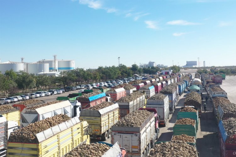 Pancar alım kampanyası başladı – İGF HABER