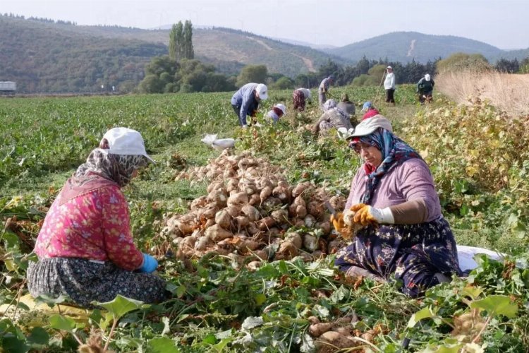 Şeker pancarının sultanları! – İGF HABER