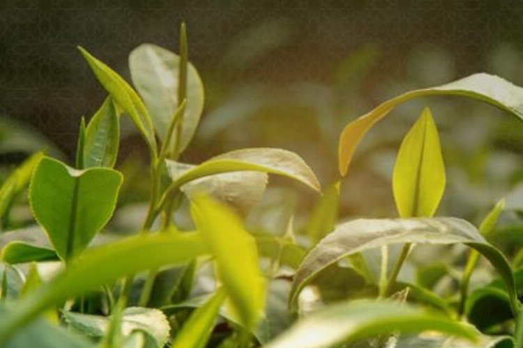 Çay üreticilerine ödemeler yarın – İGF HABER