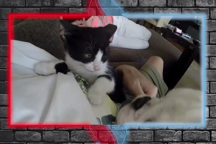 Dikkat! Çip zorunlu… Satın alma, sahiplen!