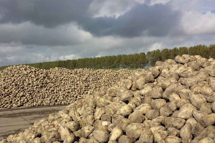 Pancar alım fiyatları güncellenmeli! – İGF HABER