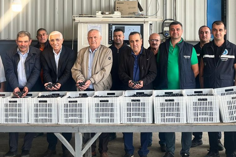 Marmarabirlik’ten zeytin üreticilerine ikinci dilim ödeme 24 Kasım’da