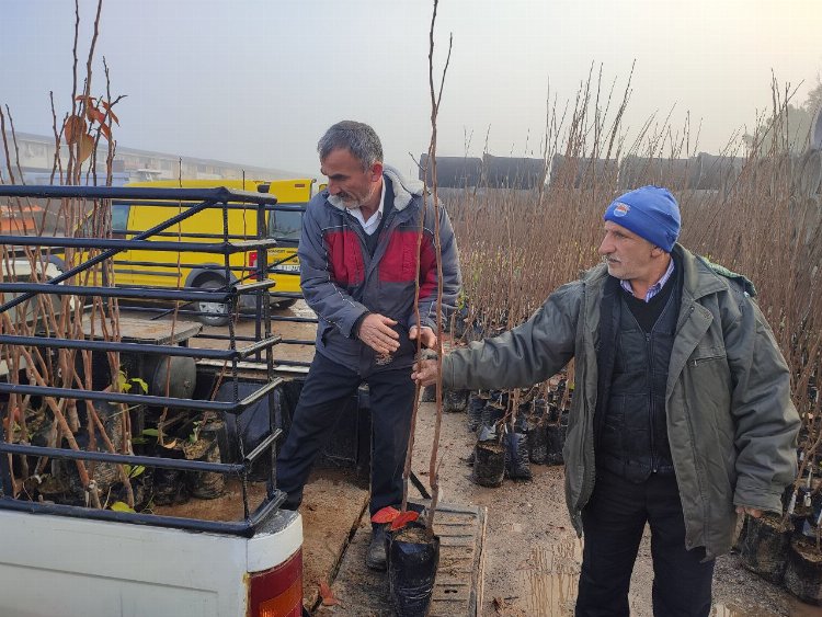Kocaeli'nin yüzde 50 hibeli meyve fidanları dağıtılıyor