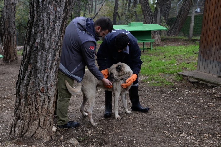 Osmangazi’de başıboş köpek mesaisi – İGF HABER