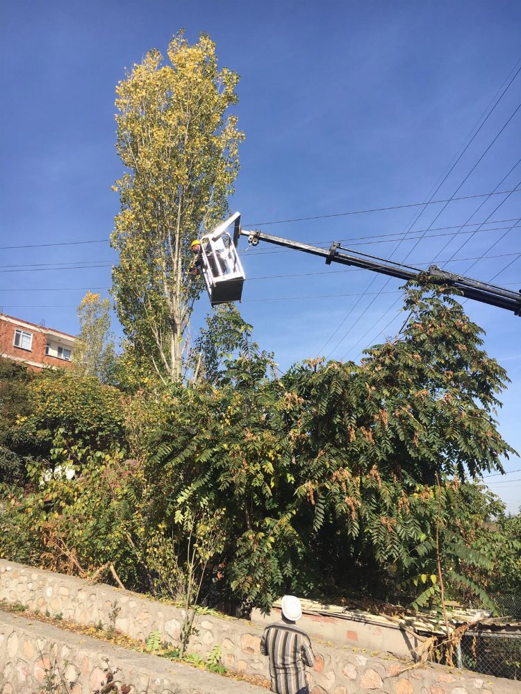 Dilovası'nda ağaçlara bakım