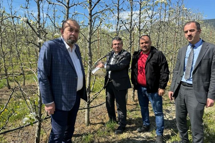 Bursa Gürsu’da armut bahçelerinde biyolojik mücadele