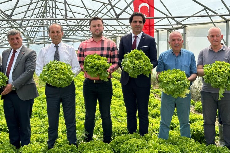 Keşan’da TOBB Proje Okulu’nda marul hasadı