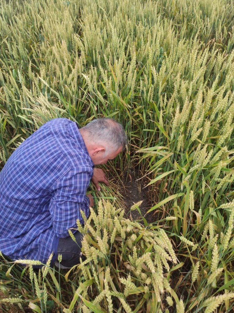 Bursa Mudanya'da süneyle kimyasal mücadele başladı