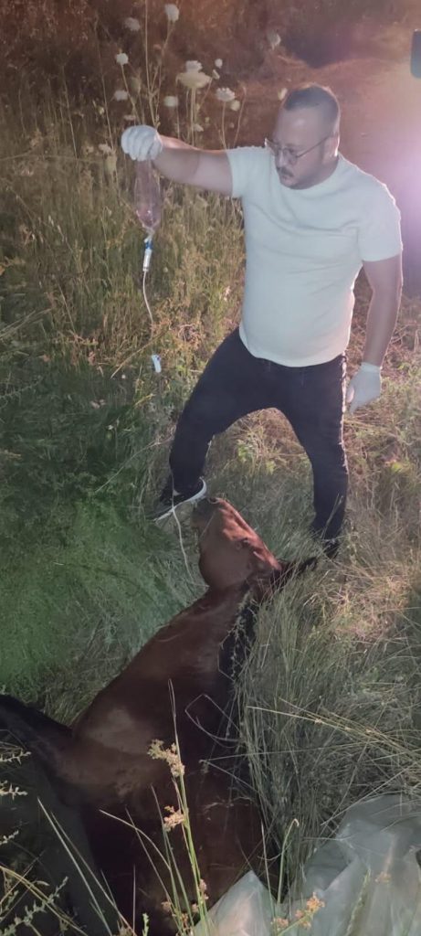 Manisa'da yılkı atı tedavi sonrası yeniden doğal yaşamda