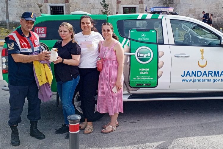 Edirne’de yaralı martı kurtarıldı – İGF HABER