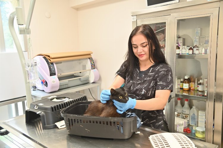 Manisa'da kısırlaştırılan kedi sayısı 2 bine ulaştı
