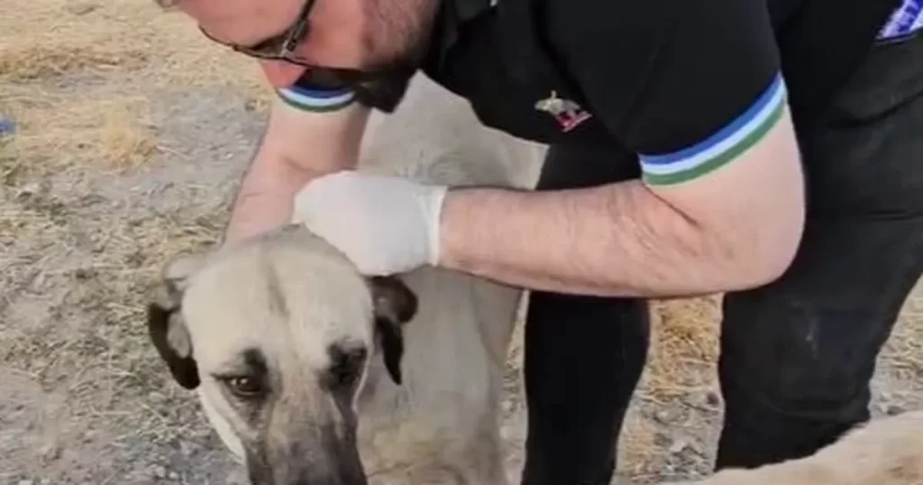 Kayseri’de sokak canları unutulmadı – İGF HABER