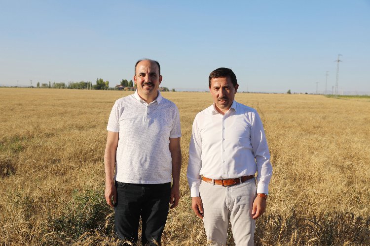 Konya'da susuz tarımla yetişen yerli buğdayın hasadını yapıldı