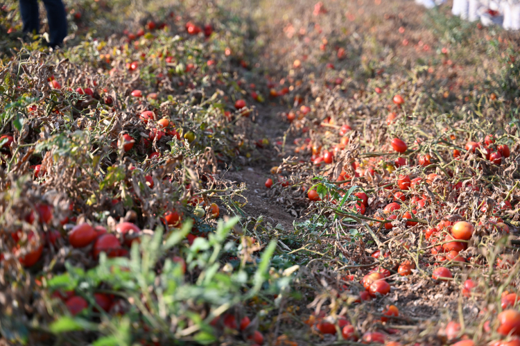 Bursa Karacabey'de Başkan Karabatı'dan çiftçiye destek