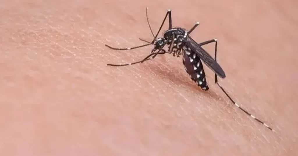 Bursa’da yaz aylarında artan sivrisinek sorununa uzmanlardan çözümler