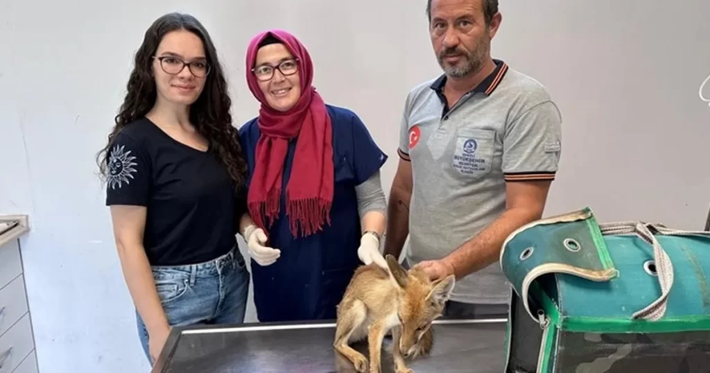 Büyükşehir’den yaban hayatına yardım eli