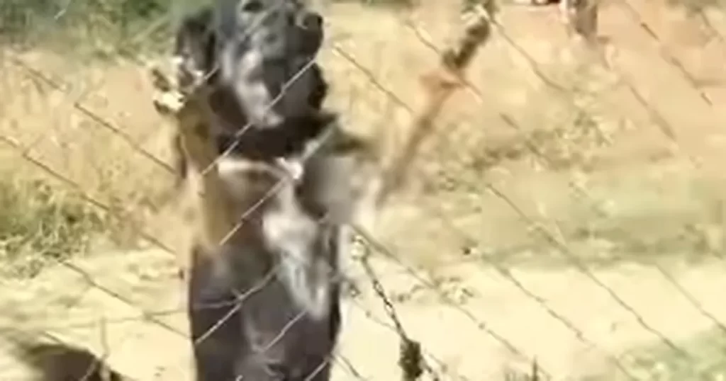 Edirne Keşan’da kısırlaştırma ve sahiplendirme çalışmalarına devam