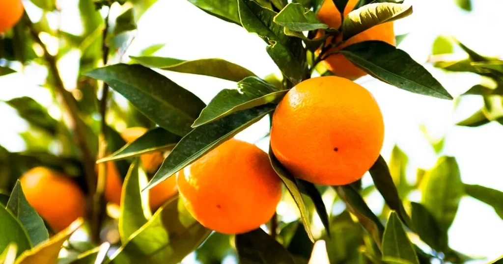 İhracatçı istedi, TARSİM arttırdı! – İGF HABER