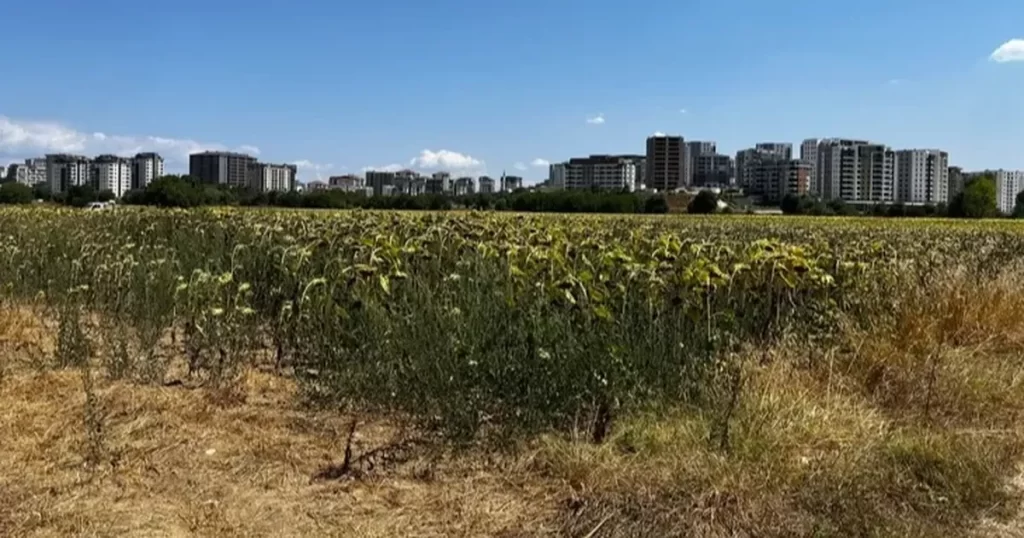 Mısır ve ayçiçeği, Akçalar’da tarımın gözbebeği oldu