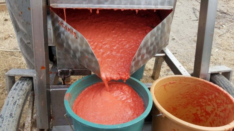 Bursa’da salça sezonu sürüyor