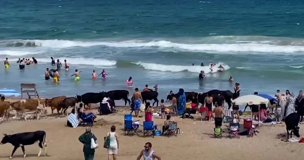 Şile sahillerini inekler bastı! – İGF HABER