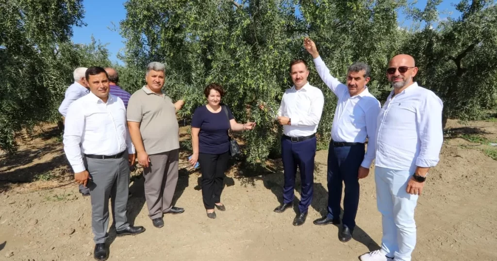 Bursa’da zeytin rekoltesinde yüksek verim bekleniyor