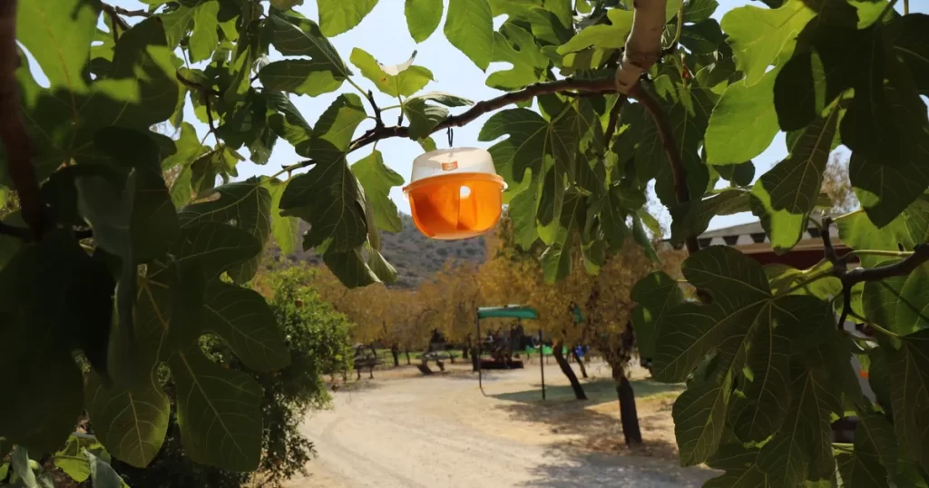 Büyükşehir’den Akdeniz Meyve Sineği’ne tuzak