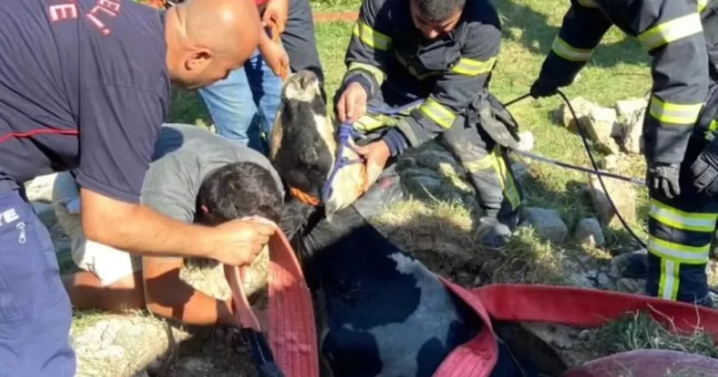 Kocaeli can dostları koruyor ve yaşatıyor