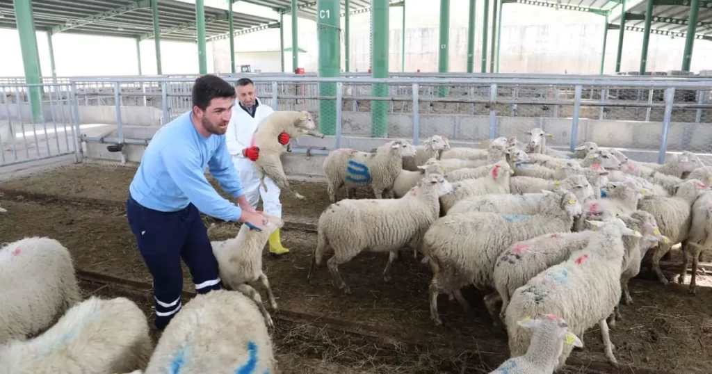 Büyükbaş azaldı, küçükbaş arttı – İGF HABER