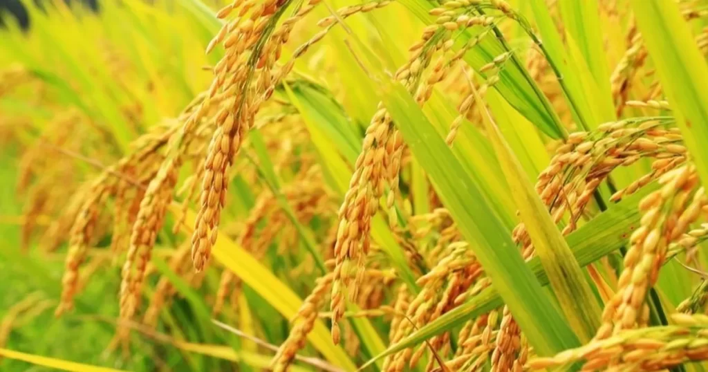 Çeltik alım fiyatları açıklandı – İGF HABER