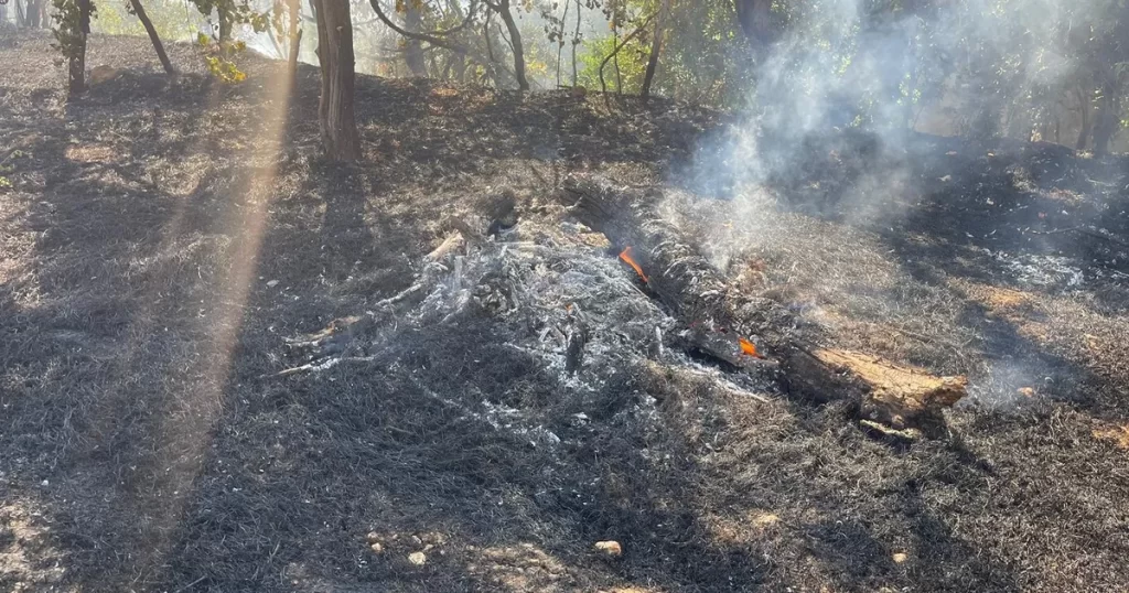Yeşilli’de orman yangını – İGF HABER